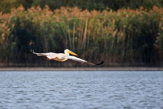 Zbadali ho: Pelikána ružového si ornitológovia všimli na Senianskych rybníkoch v druhej polovici októbra.