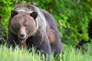 Brown Bear, Ursus arctos, Khutzeymateen Provincial Park, British Columbia, Canada