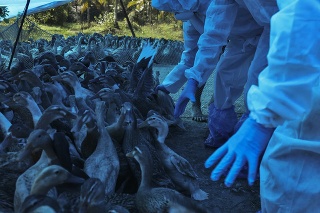 Veterinári v špeciálnych ochranných odevoch museli utratiť kačice po objavení kmeňa vtáčej chrípky H5N8 v štáte Kérala na juhu Indie.