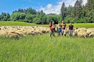 Farmárska rodina sa stará o stádo 700 ovečiek.
