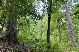 Špeciálne udržiavaný les nad obcou Livov v okrese Bardejov.