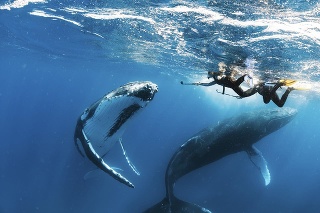  Plávanie s veľrybami