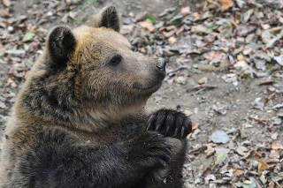 November 2021: Sprísnené opatrenia súvisiace s pandémiou sa prejavili aj v Zoologickej záhrade Košice. Na snímke medveď v Zoologickej záhrade Košice.