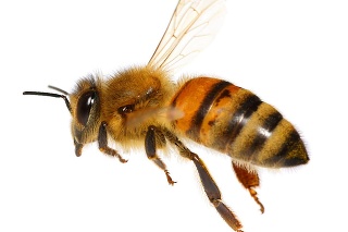 Milióny austrálskych včiel sú v lockdowne.