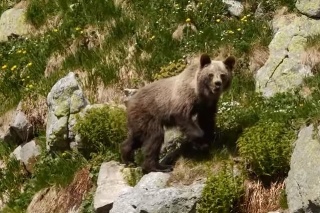 Turista stretol medveďa v Tatrách.