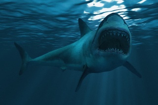 Great white shark underwater diagonal, focus on the front half