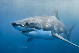 Žralok modrý.