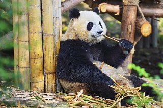 Mimoriadne prispôsobivá: Na konzumáciu bambusu sa jej adaptovali končatiny, sánka i zuby.