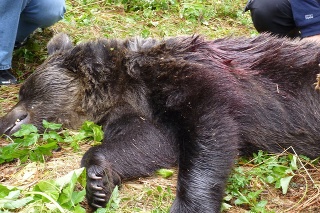 V blízkosti obydlí v osade Vyšné Hágy vo Vysokých Tatrách zastrelili medvedicu.