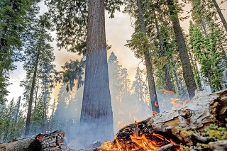 V Yosemitskom národnom parku sú najstaršie stromy na svete.