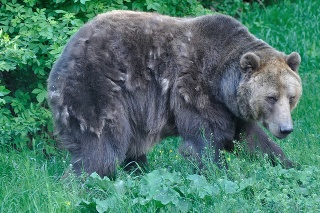 Podľa odborníkov sa medvede vyskytujú aj na miestach, kde pre ne nie sú vhodné podmienky.