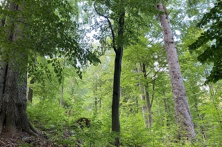 Špeciálne udržiavaný les nad obcou Livov v okrese Bardejov.
