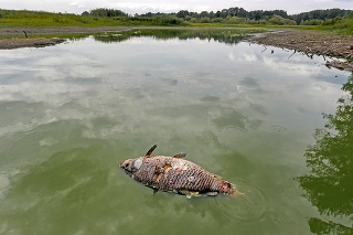 Nízky stav vody v Panskej Morave spôsobil úhyn rýb. 
