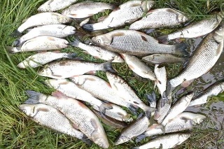 Podľa rybárov boli medzi uhynutými rybami aj vzácne kusy.
