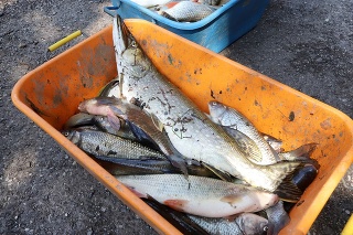 Úhyn rýb na rieke Turiec vyšetruje enviropolícia, začala trestné stíhanie. ilustračné foto