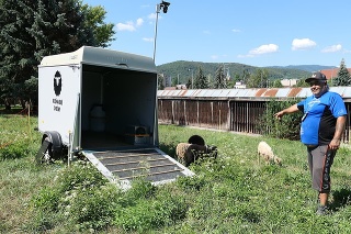 Bača Jozef (36) každé ráno ovečky naloží do prívesu a odvezie na pastvinu v meste.

