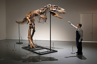 Nájdená kostra gorgosaura je dlhá tri metre.
