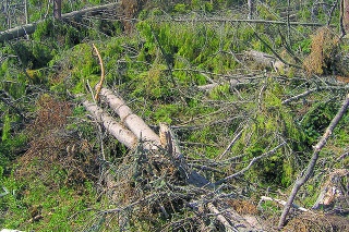 V priebehu 3-hodinovej víchrice v novembri 2004 padlo okolo 3 miliónov stromov. 
