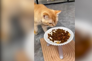 Keď si hladný, nie si to ty: K mačke sa počas jedenia pridala ďalšia príživníčka. Tá bola očividne skutočne hladná. Granule do jej jedálnička teda určite nepatria 