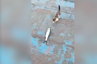 Pohľad na mačku a rybu vám spraví deň: Alebo keď sa malé mača snaží ukradnúť veľkú rybu. Roztomilosť na nezaplatenie