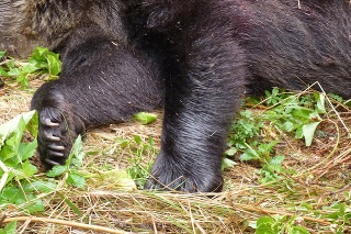V blízkosti obydlí v osade Vyšné Hágy vo Vysokých Tatrách zastrelili medvedicu.