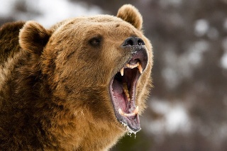 Medveď napadol lesníka v hore pri Domaniži.