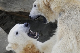 Ľadový medveď Knut príde o svoju mužnosť.