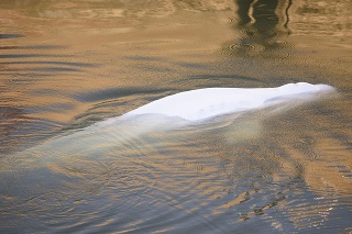 Bieluha, chránený druh veľryby, pláva v rieke Seina.