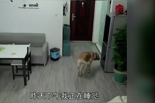 Pes, ktorý si po sebe ešte aj uprace: Majiteľ zlatého retrívera nechal počas dňa doma zapnutú kameru. To, čo na nej neskôr našiel ho prekvapilo. TOTO robí jeho pes, kým on nie je doma?