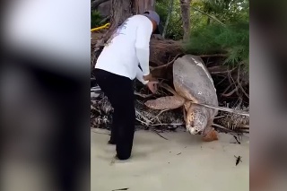 Záchrana gigantickej korytnačky: Dvaja muži si všimli zaseknutú korytnačku. Nasledovala veľká záchranná akcia a jedna šťastná korytnačka