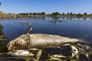 Mŕtve ryby plávajú na hladine rieky Odry pri obci Brieskow-Finkenheerd neďaleko nemecko-poľskej hranice.