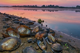 Uhynuté mušle a vodné slimáky sú brehu rieky Odra v meste Lebus na hraniciach medzi Poľskom a Nemeckom.