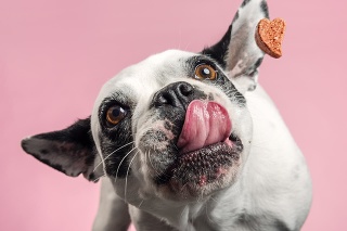 French bulldog trying to catch a dog biscuit thrown to her by her owner. Close-up portrait, photographed against a pale pink background, horizontal format with some copy space.