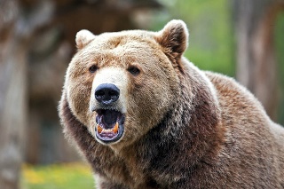 Medvede sa vyskytujú už aj v oblastiach, ktoré pre ne nie sú prirodzené.