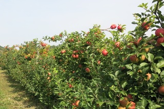 Takto to vyzerá v ovocnom sade v Sedliskách.