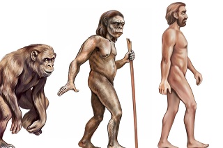 human evolution: monkey, Australopithecus and homo sapiens, realistic drawing, illustration for encyclopedia, isolated image on white background