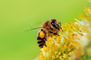 Univerzitné včely majú k dispozícii pestrú záhradu.
