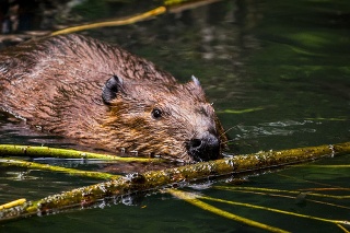 Close-up of a beaver gathering fresh branches and small trees to make a food supplies for the winter.