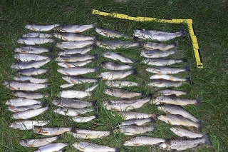 Polícia rieši hromadný úhyn rýb v Liptovskej Teplej.