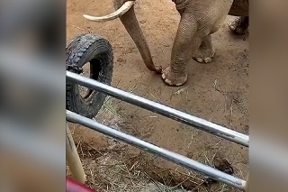 Empatický slon prekvapil návštevníkov ZOO: Takúto pomoc od neho nečakal zrejme nikto