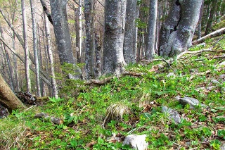 Hviezdnatec čemericový je na východnom Slovensku skôr raritou (ilustračné foto).