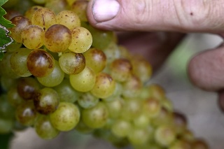 So zberom hrozna začali tohto roku zhruba o týždeň skôr odrodou muškát žltý vo vinohradoch firmy J & J Ostrožovič v slovenskej časti Tokajskej oblasti.