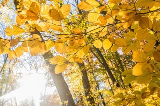 Jesenná príroda v rekreačno-oddychovej lokalite v Bratislavskom lesnom parku.