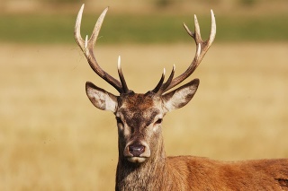 Red deer stag (Cervus elaphus). This is either a hart (a male in its fifth year) or a full-grown red deer stag in its sixth year. It does not yet have the full rack of antlers necessary to defend a group of females.