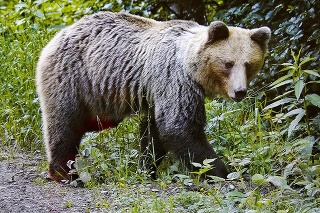 Medveď Hnedý.