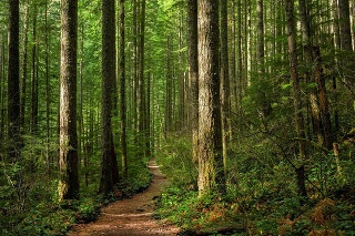 A trail through a sunlit Pacific Northwest forest.