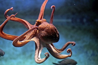 Chutná chobotnica: Má mnoho nepriateľov, napríklad veľryby, morské vydry či vtáky. 