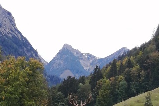 Eva na prechádzke v Hornom Rakúsku vytvorila nádhernú fotografiu jeleňa hladiaceho do hĺbok hôr.