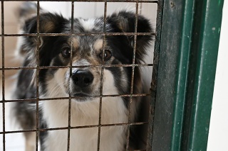 Útulky Slobody zvierat prijali minulý rok 7571 psov a mačiek v núdzi