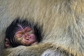 Mláďa makaka priviedla na svet opica Tina, ktorá k svojmu mláďaťu nepustí nikoho.
